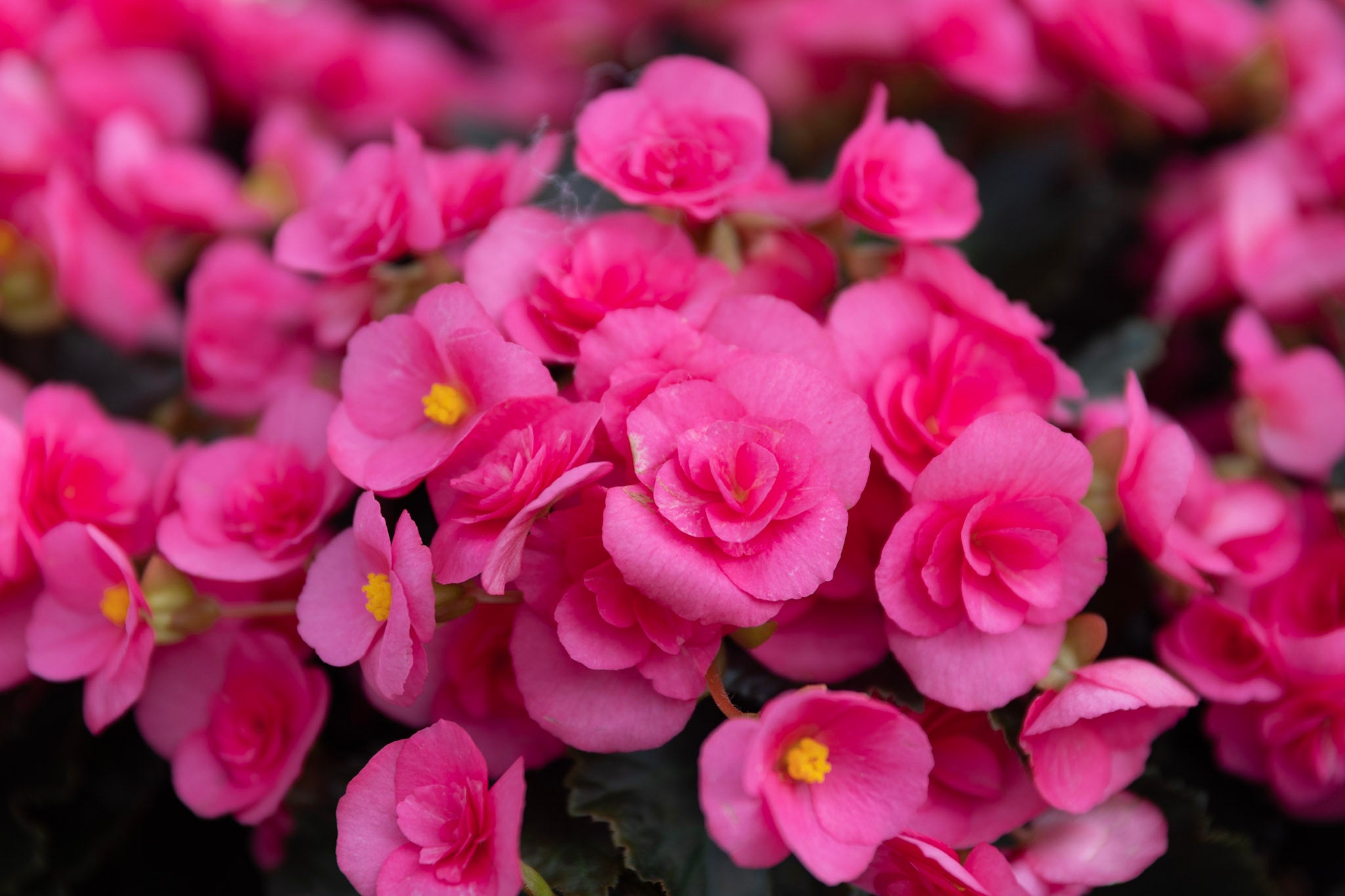 Begonia - Din guide til dyrkning og pasning af begonia